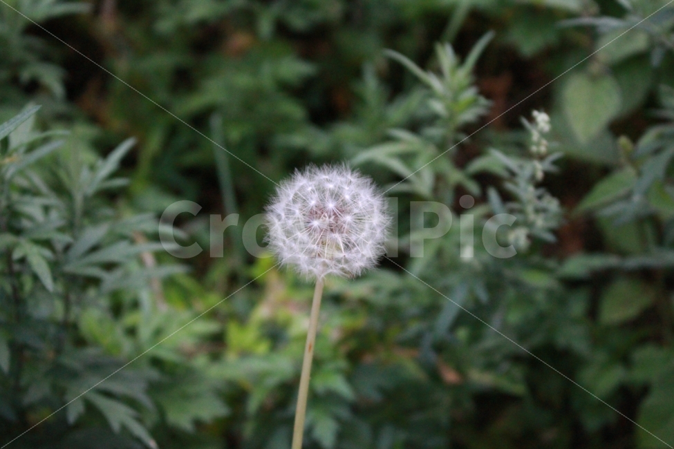 민들레,식물,자연,편안함,고요함,신비로움,깔끔함,아웃포커스,식물,자연,plants,nature,꽃,flower