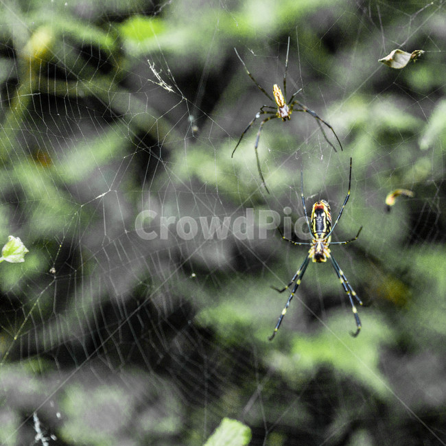무척추동물,spider,거미,거미류,animal,동물