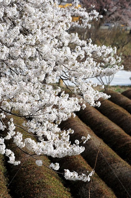 꽃,벚꽃,벚나무,봄,나무,자연,식물,초록색,nature,trees,spring,계절,흰색,flower,감성사진,sakura,season,green,봄,계절,spring,season,식물,자연,plants,nature,꽃,flower,plant,blossom