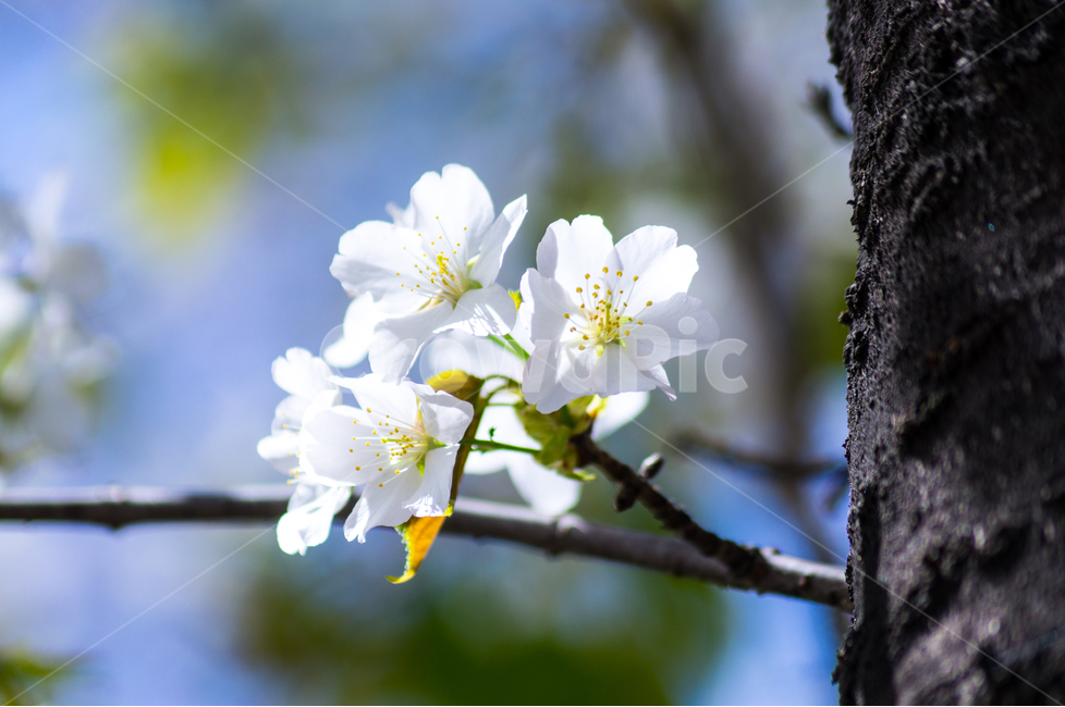 봄,하얀,꽃,flower,나무,tree,봄,계절,spring,season,식물,자연,plants,nature,꽃,flower,plant