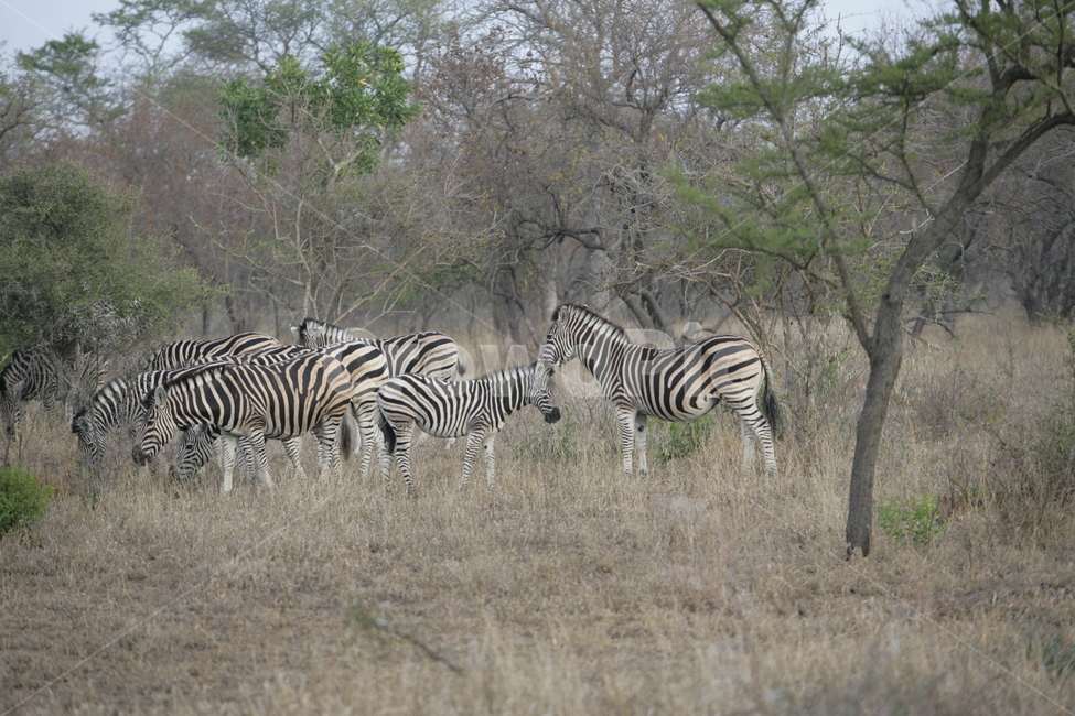 wildlife,야생동물,zebra,얼룩말,mammal,포유류,animal,동물,사파리,남아프리카공화국,동물,animal,포유류,mammal