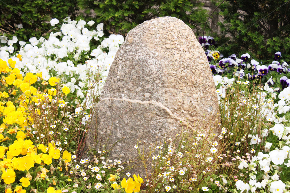 바위,꽃,자연,풍경,rock,boulder,flower,nature,view