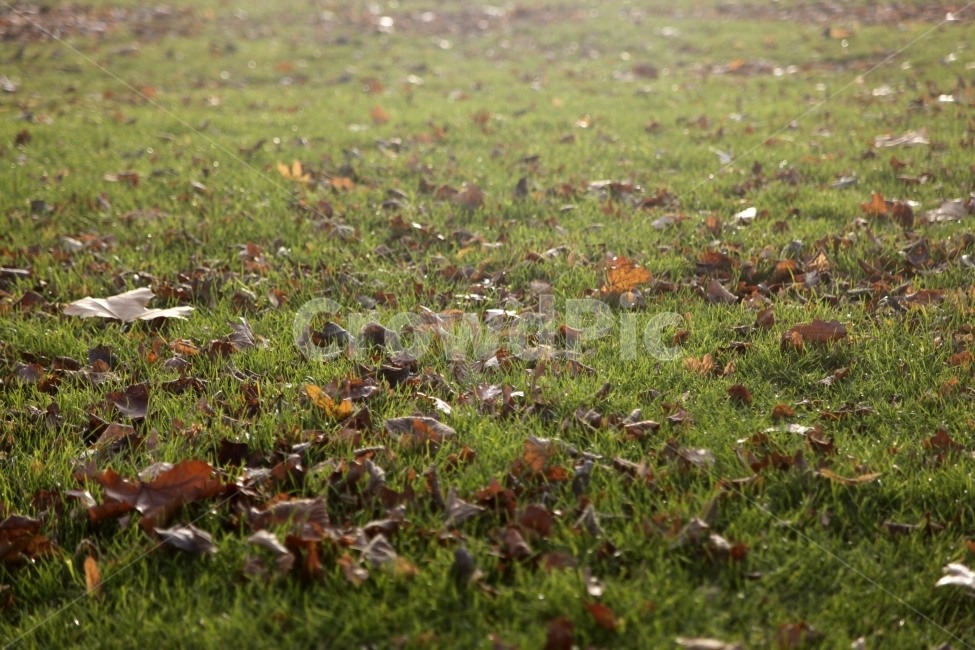 공원,잔디,낙옆,가을,햇살,역광,따뜻함,가을,계절,fall,autumn,season,ground,바닥,grass,plant,식물