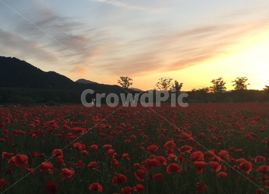 양귀비,봄꽃,봄꽃축제,석양,선셋,구름,봄,빨간꽃,꽃,자연,풍경,nature,landscape,plant,식물