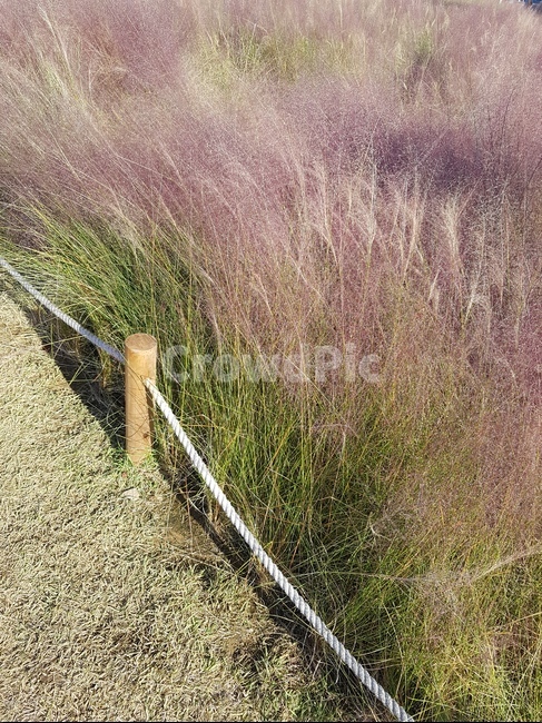 핑크뮬리,하늘,잔디,핑크색,가을,가을,계절,fall,autumn,season,grass,plant,식물