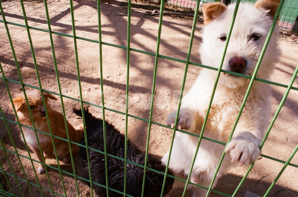 강아지,개,똥개,멍멍이,시골개,동물,animal,포유류,mammal,개,강아지,dog,doggy