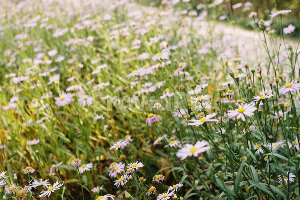 필름사진,풀꽃,들꽃,꽃,보라색,식물,자연,plants,nature,꽃,flower,감성,sensible,feeling