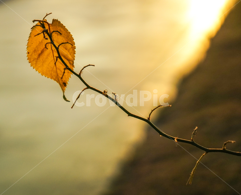 단풍,낙엽,나뭇잎,가을,나뭇가지,햇살,빛살,가을,계절,fall,autumn,season,veins,정맥
