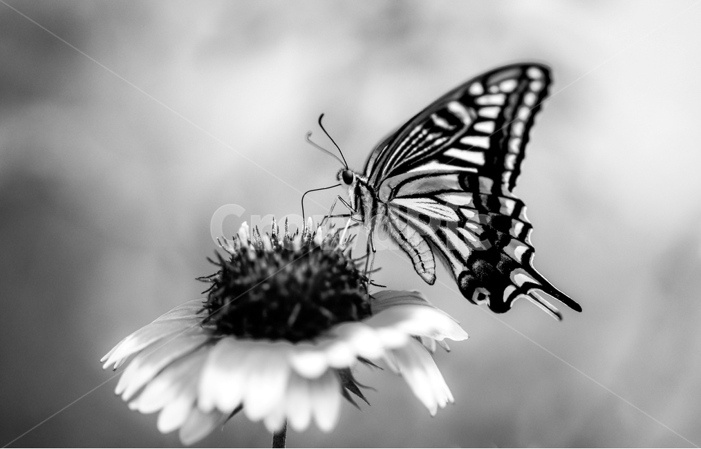 꽃,나비,식물,자연,곤충,흑백사진,flower,nature,식물,자연,plants,nature,꽃,flower,동물,animal,곤충,벌레,insect,bug,흑백,모노톤,monochrome,black and white