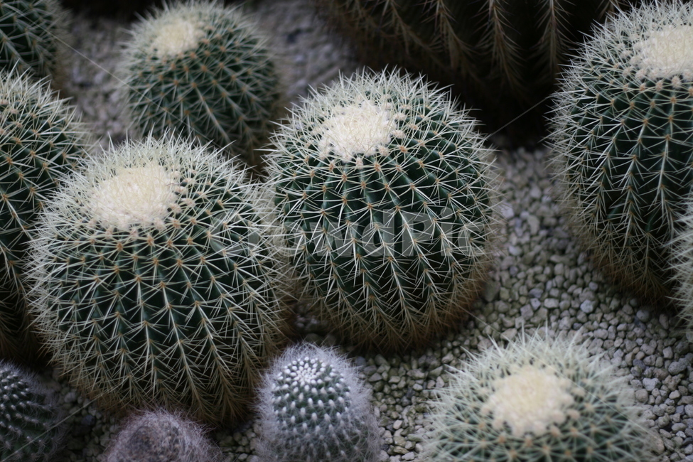 plant,식물,cactus,선인장,자연,식물,자연,plants,nature