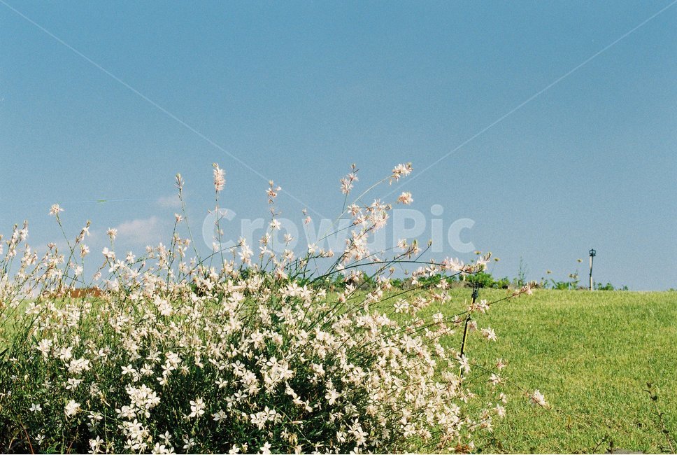감성,꽃,배경,스냅,하늘,파란하늘,자연,색감,색상,컬러,파랑,초록,계절,spring,봄,여름,nature,flower,feeling,color,색체,휴식,힐링,필름,감성사진,배경화면,디자인,백그라운드,예쁜,아름다운,자연,풍경,nature,landscape,grass,잔디,plant,식물