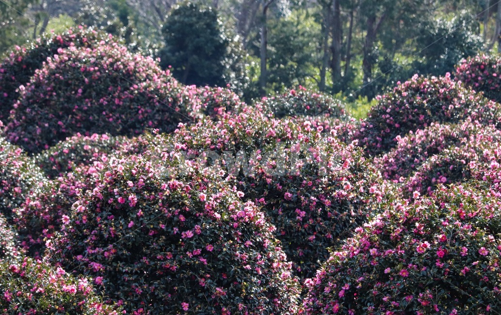 camellia,동백,동백꽃,꽃,flower,plant,식물,잎,leaf