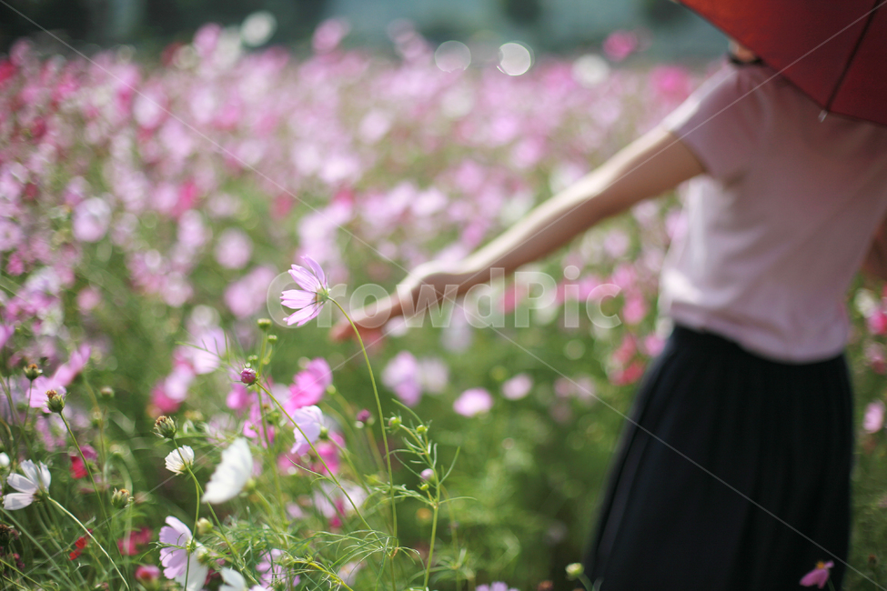 코스모스,여자,꽃놀이,가을,손,식물,자연,plants,nature,꽃,flower,사람,인물,인간,human,person,여성,여자,woman,female,lady