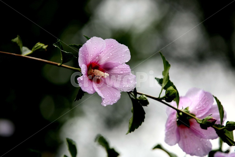나라꽃,무궁화,대한민국국화,식물,꽃,식물,자연,plants,nature,꽃,flower