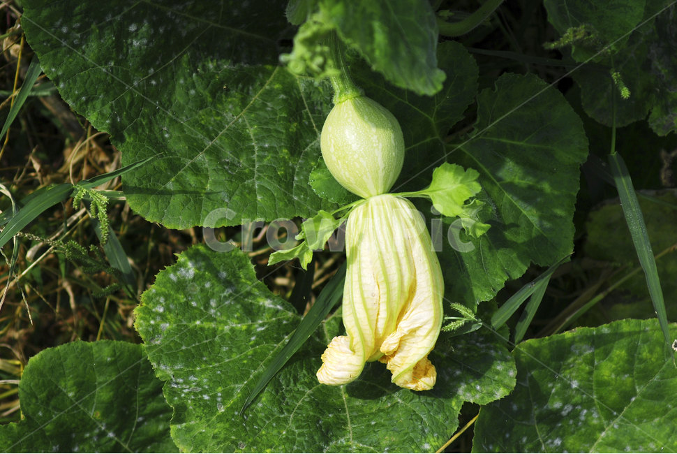 plant,식물,vegetable,야채,food,음식,호박,gourd,pumpkin,식물,자연,plants,nature