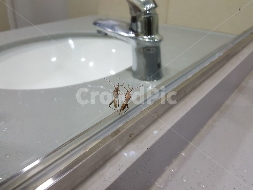 곤충,벌레,세면대,거울,수도꼭지
