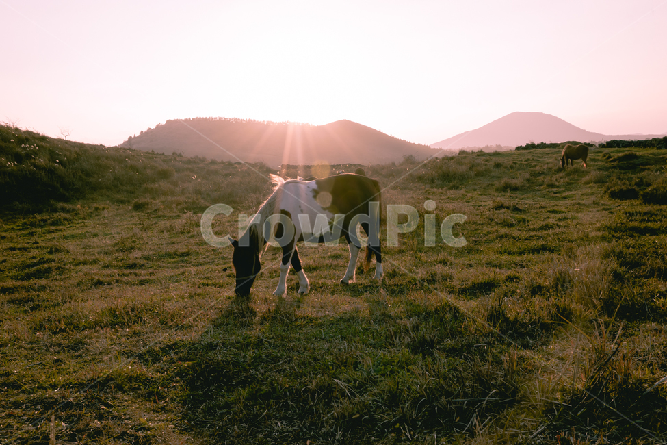 제주,말,일몰,해질녘,pink,horse,sunset,eveningglow,jeju,동물,animal,포유류,mammal,감성,sensible,feeling,휴식,힐링,rest,relaxation,healing