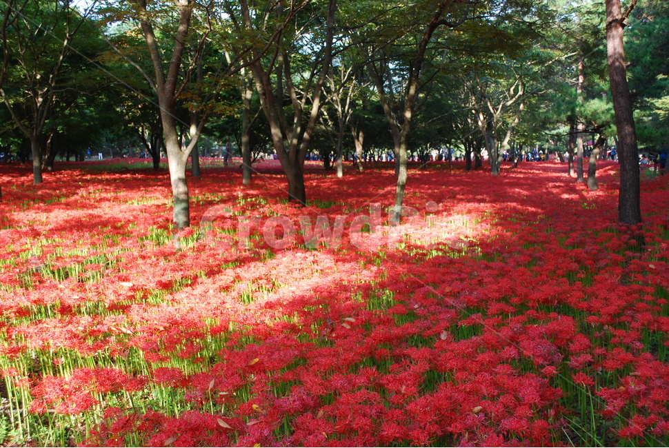 영광,불갑사,상사화,꽃무릇,꽃무릇축제,상사화축제,꽃,flower