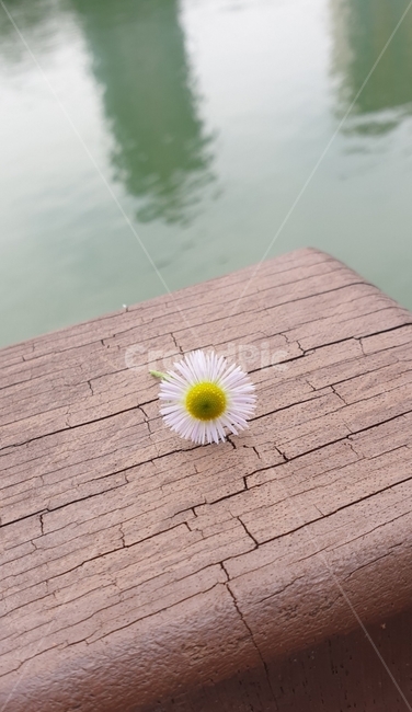 나무,꽃,blossom,flower,wood,계란꽃,공원,호수,꽃잎,꽃,flower