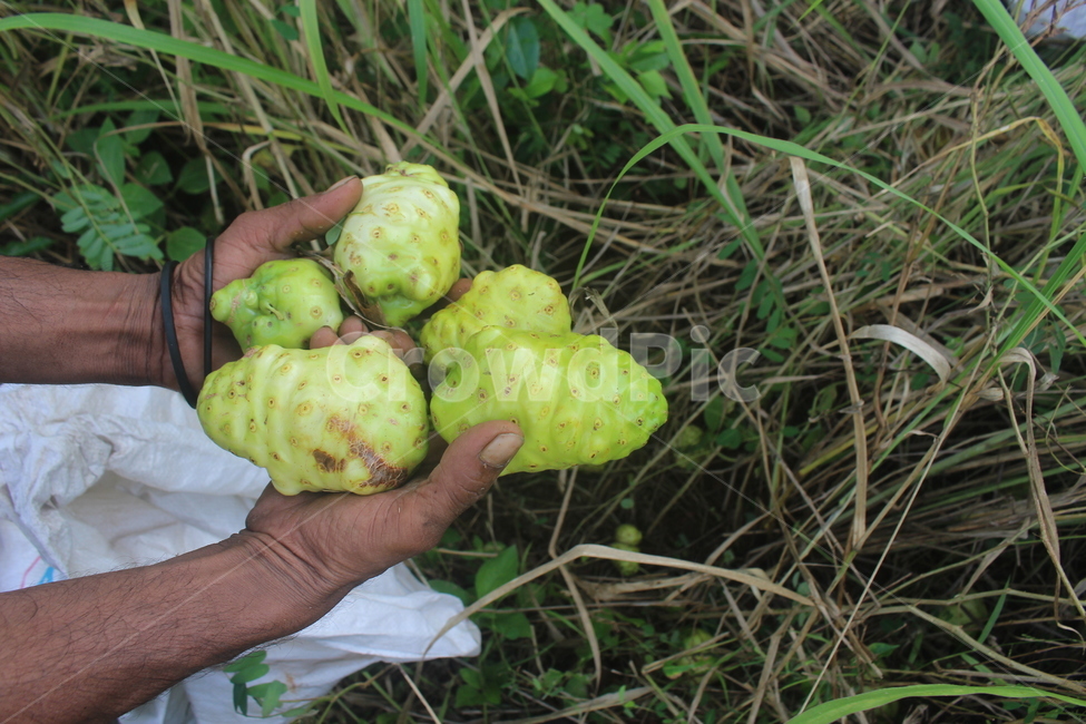 노니,열대과일,noni,자연,초록,신선함,신체일부,몸,body,과일,열매,fruit