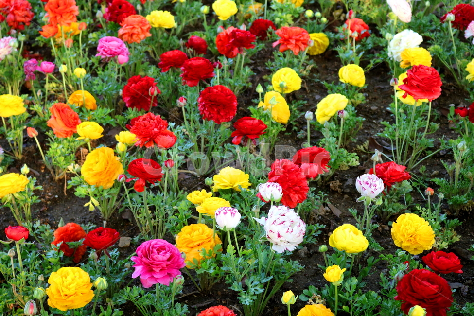 라넌큘러스,꽃,라넌큘러스꽃,식물,숙근초,꽃밭,식물,자연,plants,nature,꽃,flower