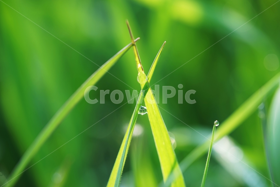 아침,이슬,풀,들풀,햇살,연초록,식물,자연,plants,nature,휴식,힐링,rest,relaxation,healing