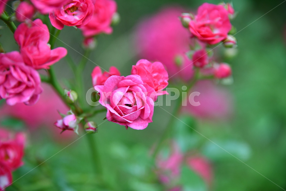꽃,flower,자연,식물,색상,색깔,감성