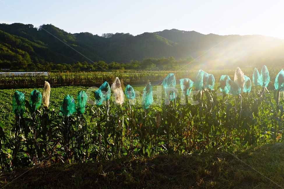 수수,sorghum,seed,산촌,농사,자연,풍경,nature,landscape,산업,industry,industrial,어업,fishery,fishing industry,outdoors,옥외,grass,잔디,plant,식물