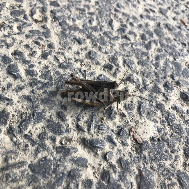 귀뚜라미,귀뚜라미짝짓기,짝짓기,곤충,벌레,자연,동물,animal,곤충,벌레,insect,bug