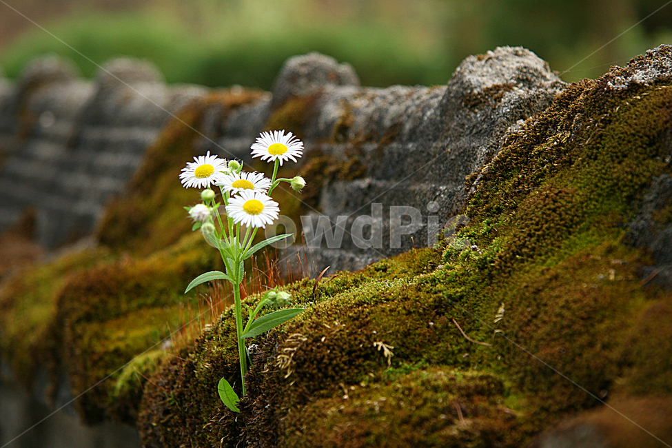 담양,소쇄원,이끼,소국화,전통건축,자연,식물,자연,plants,nature,꽃,flower
