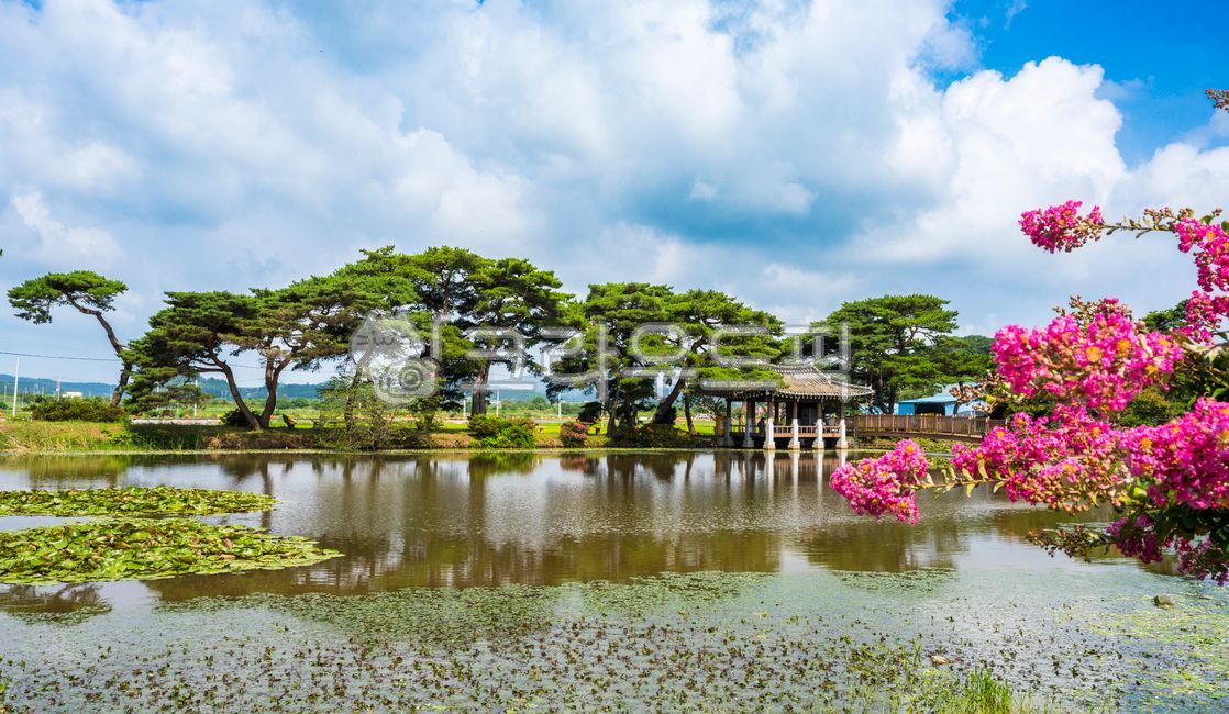 blue sky,pine tree,forest,Myrtle,flower tree,clouds,summer season,building,movables,pine forest,Soryuji,Rural,sky,green,blossom,reflection,countryside,tree,sperm,crepe myrtle,zinnia,water,full bloom,red flower,flower,sunlight,panorama,outdoors,light,lake,