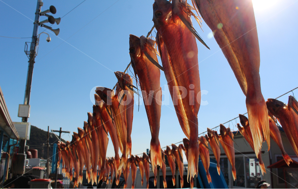 말린생선,생선,물고기,햇빛,음식,말리다,빨랫줄,하늘,음식점,driedfish,fish,sunshine,dry,sky,clothesline,음식,식재료,요리,food,cook,meal,dishes,food reserves,수산물,해산물,fishery products,seafood