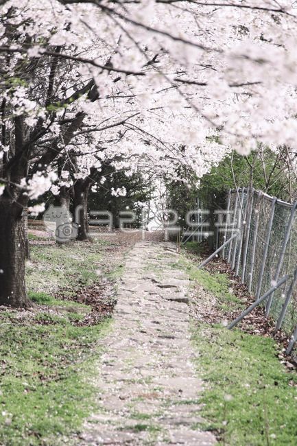 cherry,Cherry Blossom,cherry blossom rain,cherry blossom tree,spring flowers,spring,trail,cherry blossom petals,Cherry Blossom Tunnel,Cherry Blossom Ending,cherry blossom road,road,walking path
