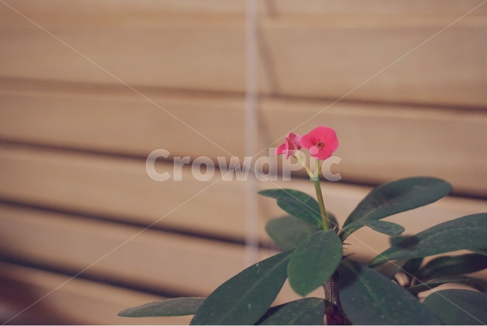 다육,식물,꽃기린,꽃,핑크,창가,flower,pink,감성,잎,다육이,식물,자연,plants,nature,꽃,flower
