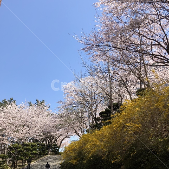 plant,식물,blossom,flower,인간,human,사람,person,꽃,개나리,color,색채,색감,pink,yellow,하늘,봄