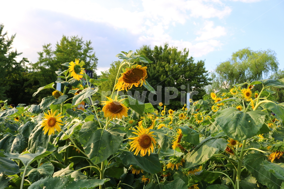 해바라기,해바라기꽃,꽃,식물,나무,씨,해바라기씨,자연,여름,계절,summer,season,식물,자연,plants,nature,꽃,flower,plant,blossom