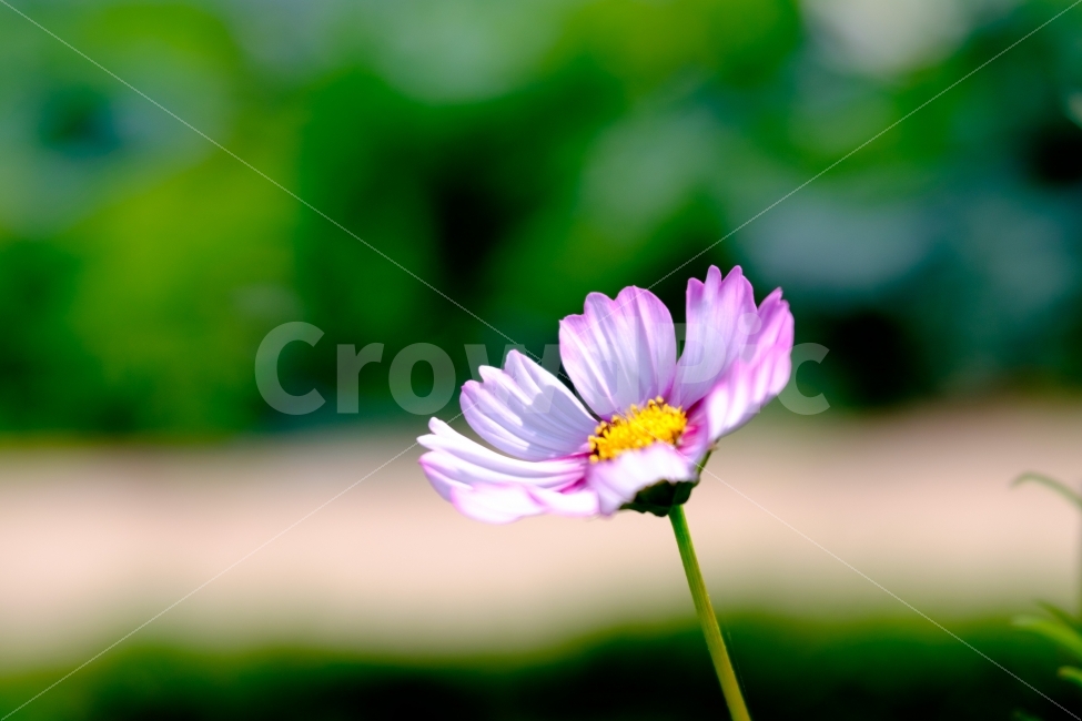 꽃,flower,코스모스,자연,풍경,접사,macro,스냅,가을,계절,fall,autumn,season,식물,자연,plants,nature,꽃,flower,plant,blossom,daisy,데이지,daisies