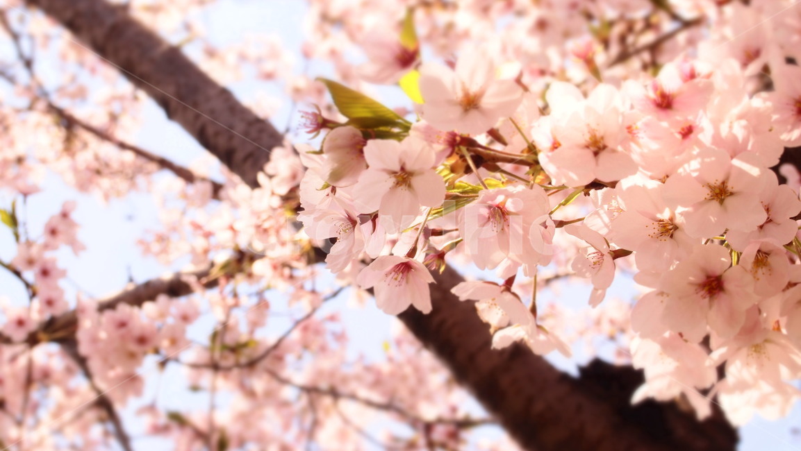plant,식물,blossom,꽃,flower,벚꽃,벚나무,cherryblossoms,꽃나무,봄꽃,봄,계절,spring,season,식물,자연,plants,nature,꽃,flower
