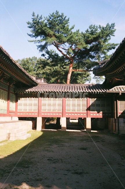 창덕궁,궁,건축양식,풍경,architecture,temple,신전,building,건물,한국전통,한국문화,korean traditional,korean culture
