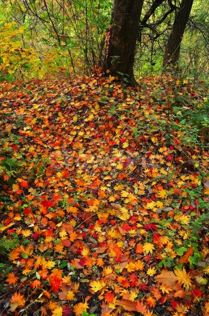 낙엽,가을,단풍잎,감성,시즌,계절,autumn,fall,colorful,beautiful,natural,leaves,tree,plant,red,orange,yellow,노랑,빨강,오렌지,색감,색상,늦가을,길,걷고싶은길,인적없는,한적한,가을길,아름다운,찬란한,화려한,콘텐츠,카다로그,사보,리플렛,편집,출판,잡지,광고,시안,디자인,디자이너,sns,ebook,emotion,feeling,마케팅,책자,서적,전단,홍보,팝업,배너,웹,홈페이지,홈쇼핑,10월,11월,나무,숲,바탕,배경,백그라운드,서정,느낌,패턴,background,자연,풍경,nature,landscape,가을,계절,fall,autumn,season,식물,leaf,잎,ground,바닥