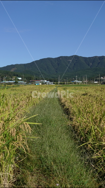 가을,논,paddyfield,blue,rice,추수,autumn,yellow,산맥,산