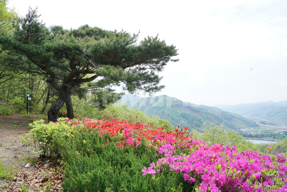 등산,능선,계곡,수목,조경,소나무,철쭉