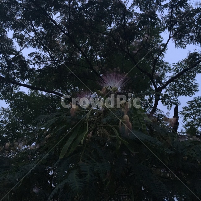 자귀나무꽃,꽃나무,자귀꽃,식물,열매,꽃,하늘나무,tree,flower,나무꽃,나무열매,예쁜꽃,분홍색꽃,식물,자연,plants,nature