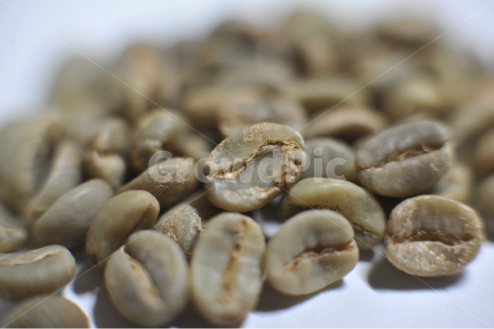 생두,커피,커피콩,bean,coffee,음료,기호식품,차,원두,아라비카,커피,카페,coffee,cafe