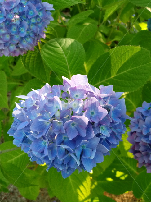 수국,자양화,간판수국,아탑수구,나무,꽃,마른꽃,식물