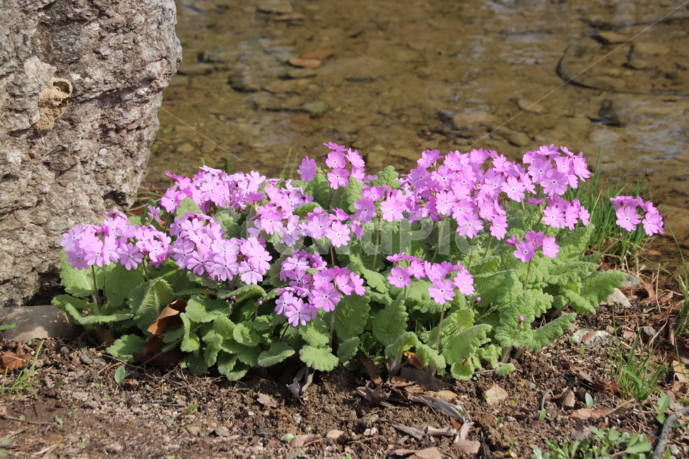 꽃,자연,수목원,봄,풍경,봄,계절,spring,season,식물,자연,plants,nature,꽃,flower,geranium,제라늄,plant,blossom