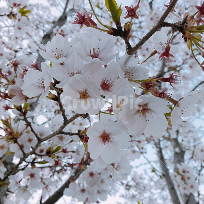 벚꽃,자연,확대샷,벚꽃확대샷,예쁜