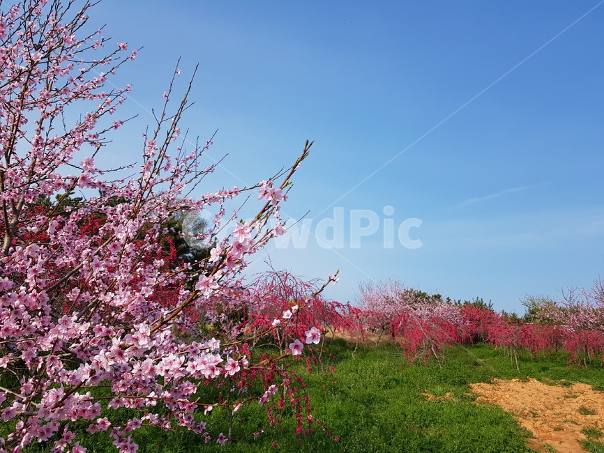 봄꽃,개복숭아꽃,홍도화,분홍꽃,분홍꽃하늘,식물,자연,plants,nature,꽃,flower