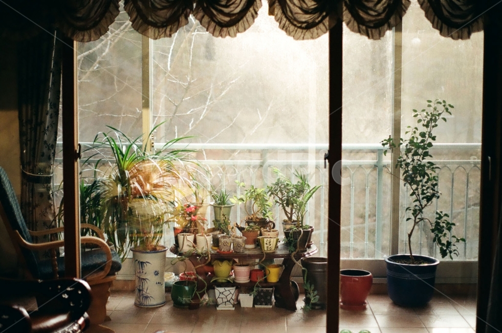 베란다,거실,집,우리집,식물,기르기,화분,화분기르기,물주기,식물,자연,plants,nature,실내용화초,화분,화초,house plant,감성,sensible,feeling,인테리어,실내디자인,interior design
