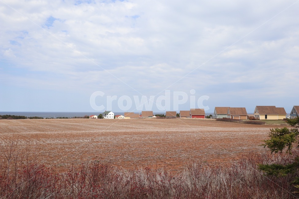 natur,자연,outdoors,들판,캐나다,pei,빨간머리앤,anne,annewithe,고향,시골,hometown,rural,field,landscape,gold,golden,황금빛,황금빛들판,가을풍경,가을,canada,프린스에드워드섬,섬,island,background,view,풍경,배경